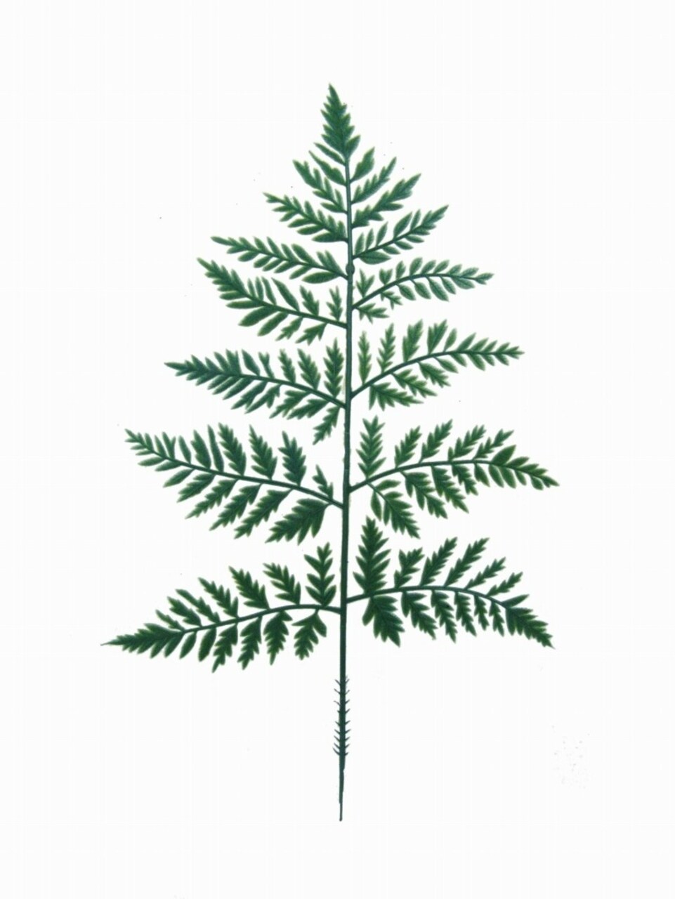 13" Leather Leaf Green Accent, 2 Piece Set - Luxurious Genuine Leather Leaf for DIY Crafts, Jewelry, and Home Decor - Floral Home by Artificial Flowers